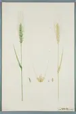Sveriges kulturväxter. Illustration utförd av Henriette Sjöberg. Vete, Petali. Odlat Ultuna 1875. Inv. nr. C101 : 75.