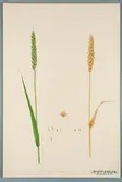 Sveriges kulturväxter. Illustration utförd av Henriette Sjöberg. Vete, Red chaff Danzik. Odlat Experimentalfältet 1890. Eriksson 1892, nr. 78. Inv. nr. C101 : 79. Signerad 