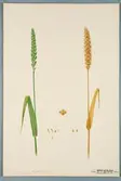 Sveriges kulturväxter. Illustration utförd av Henriette Sjöberg. Vete, Royale prize. Odlat Experimentalfältet 1890. Eriksson 1892, nr. 76. Inv. nr. C101 : 80. Signerad 