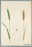 Sveriges kulturväxter. Illustration utförd av Henriette Sjöberg. Vete, Sammetsborstvete, rödaxigt. Odlat Experimentalfältet 1889. Eriksson 1892, nr. 103. Inv. nr. C101 : 85. Signerad 