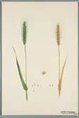 Sveriges kulturväxter. Illustration utförd av Henriette Sjöberg. Vete, Sammetsborstvete, vitaxigt. Odlat Experimentalfältet 1889. Eriksson 1892, nr. 98. Inv. nr. C101 : 86. Signerad 