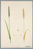Sveriges kulturväxter. Illustration utförd av Henriette Sjöberg. Vete, Schönrader. Odlat Experimentalfältet 1890. Eriksson 1892, nr. 54. Inv. nr. C101 : 89. Signerad 