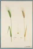 Sveriges kulturväxter. Illustration utförd av Henriette Sjöberg. Vete, Six rangs. Odlat Experimentalfältet 1890. Inv. nr. C101 : 91. Signerad 