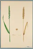Sveriges kulturväxter. Illustration utförd av Henriette Sjöberg. Vete, Sveavete. Odlat Experimentalfältet 1892. Inv. nr. C101 : 100. Signerad 