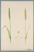 Sveriges kulturväxter. Illustration utförd av Henriette Sjöberg. Vete, Urtoba. Odlat Experimentalfältet 1890. Eriksson 1892, nr. 30. Inv. nr. C101 : 109. Signerad 