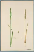 Sveriges kulturväxter. Illustration utförd av Henriette Sjöberg. Vete, Weirs Böhm Weiden. Odlat Experimentalfältet 1892. Inv. nr. C101 : 111. Signerad 