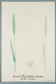 Sveriges kulturväxter. Illustration utförd av Henriette Sjöberg. Vete, vitt, ludet, borstlöst, vintervete. Odlat Ultuna 1872. Inv. nr. C101 : 113. Signerad 