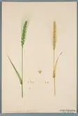 Sveriges kulturväxter. Illustration utförd av Henriette Sjöberg. Vete, vårvete, Victoria de Mars. Odlat Experimentalfältet 1891. Eriksson 1892, nr. 91. Inv. nr. C101 : 112. Signerad 