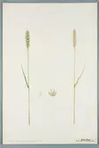 Sveriges kulturväxter. Illustration utförd av Henriette Sjöberg. Vete, Woolly Eard. Odlat Ultuna 1876. Inv. nr. C101 : 115.