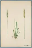 Sveriges kulturväxter. Illustration utförd av Henriette Sjöberg. Vete, vårvete. Odlat Experimentalfältet 1870. Inv. nr. C101 : 117.