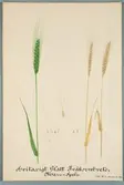 Sveriges kulturväxter. Illustration utförd av Henriette Sjöberg. Emmer, tvåkornvete, März spelt, vitaxigt, glatt. Odlat Experimentalfältet 1891. Inv. nr. C101 : 133. Signerad 