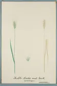 Sveriges kulturväxter. Illustration utförd av Henriette Sjöberg. Vete, borstkubbvete, sommarvete. Odlat Ultuna 1872. Inv. nr. C101 : 125.
