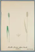 Sveriges kulturväxter. Illustration utförd av Henriette Sjöberg. Vete, vinterkubbvete, borstlöst. Odlat Ultuna 1872. Inv. nr. C101 : 127.