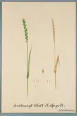 Sveriges kulturväxter. Illustration utförd av Henriette Sjöberg. Vete, Spelt, Kolvspelt, vitaxigt, glatt. Odlat Experimentalfältet 1891. Inv. nr. C101 : 137. Signerad 