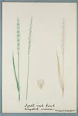 Sveriges kulturväxter. Illustration utförd av Henriette Sjöberg. Vete, Spelt, Sommarspelt, borstbärande, bengalisk. Odlat Ultuna 1872. Inv. nr. C101 : 139.