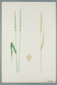 Sveriges kulturväxter. Illustration utförd av Henriette Sjöberg. Vete, Spelt, Vinterspelt. Odlat Ultuna 1872. Inv. nr. C101 : 141.