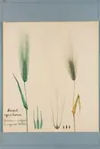 Sveriges kulturväxter. Illustration utförd av Henriette Sjöberg. Korn, svart Rysskorn. Odlat Ultuna 1870 (uppgift om detta saknas dock på arket). Jämför NMA.0098651.