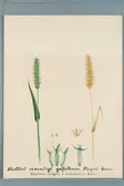 Sveriges kulturväxter. Illustration utförd av Henriette Sjöberg. Korn, Gaffelkorn, skallöst, sexradigt, Nepal korn. Toligen odlat Experimentalfältet 1887. Signerad 