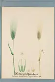 Sveriges kulturväxter. Illustration utförd av Henriette Sjöberg. Korn, Stjärnkorn, kortaxigt. Troligen odlat Experimentalfältet 1887. Signerad 