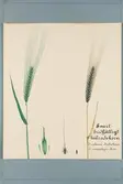 Sveriges kulturväxter. Illustration utförd av Henriette Sjöberg. Korn, tvåradigt, svart, bredfjälligt. Odlat Experimentalfältet 1887 (uppgift om detta saknas dock på arket). Jämför NMA.0098641.