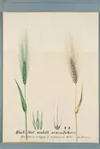 Sveriges kulturväxter. Illustration utförd av Henriette Sjöberg. Korn, sexradigt, skallöst, violett. Odlat Experimentalfältet 1887. Signerad 