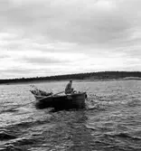 Solumsfiskare lägger ut strömmingssköten utanför Härnön.