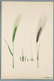 Sveriges kulturväxter. Illustration utförd av Henriette Sjöberg. Korn, Brauns korn. Odlat Experimentalfältet 1888. Signerad 