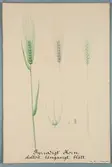Sveriges kulturväxter. Illustration utförd av Henriette Sjöberg. Korn, fyrradigt, skallöst, långaxigt, blått. Odlat Ultuna 1875.
