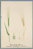 Sveriges kulturväxter. Illustration utförd av Henriette Sjöberg. Korn, tvåradigt, upprätt, långaxigt, Imperialkorn. Odlat Experminetalfältet 1887. Signerad 