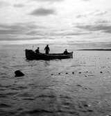 Solumsfiskare lägger ut strömmingssköten utanför Härnön.