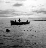 Solumsfiskare lägger ut strömmingssköten utanför Härnön.