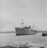 Fartyget Camelia på Älven
