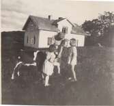 En kvinna och två små barn kelar med en kalv (troligen sommargäster), Labacka 1:2 
