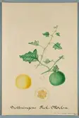 Sveriges kulturväxter. Illustration utförd av Henriette Sjöberg. Melon, glatt, Drottningens fickmelon. Odlad A. V. Lindgren, Stockholm. Inv. nr. C101 : 513. Signerad 