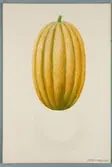 Sveriges kulturväxter. Illustration utförd av Henriette Sjöberg. Melon, nätmelon, obekant sort. Odlad Ultuna 1877. Inv. nr. C101 : 519. Påskrift på baksidan 