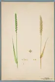 Sveriges kulturväxter. Illustration utförd av Henriette Sjöberg. Vete, Aleph. Odlat Experimentalfältet 1890. Eriksson, 1892, nr. 1. Inv. nr. C101 : 1. Signerad 