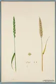 Sveriges kulturväxter. Illustration utförd av Henriette Sjöberg. Vete, Australiskt vitt. Odlat Experimentalfältet 1888. Eriksson 1892, nr. 56. Inv. nr. C101 : 4. Signerad 