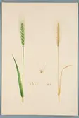 Sveriges kulturväxter. Illustration utförd av Henriette Sjöberg. Vete, utan namn. Odlat Experimentalfältet 1892. Signerad 