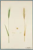Sveriges kulturväxter. Illustration utförd av Henriette Sjöberg. Vete, Banater. Odlat Experimentalfältet 1891. Eriksson 1892, nr. 95. Inv. nr. C101 : 5. Signerad 