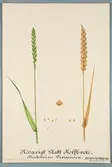 Sveriges kulturväxter. Illustration utförd av Henriette Sjöberg. Vete, Bestehorns Dividenden. Odlat Experimentalfältet 1890. Eriksson 1892, nr. 60. Inv. nr. C101 : 7. Signerad 