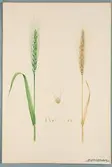 Sveriges kulturväxter. Illustration utförd av Henriette Sjöberg. Vete, Blé barbu à gros grain. Odlat Experimentalfältet 1892. Inv. nr. C101 : 9. Signerad 