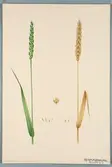 Sveriges kulturväxter. Illustration utförd av Henriette Sjöberg. Vete, Blé blanc de Mareuil. Odlat Experimentalfältet 1892. Eriksson 1892, nr. 7.  Inv. nr. C101 : 10. Signerad 