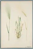 Sveriges kulturväxter. Illustration utförd av Henriette Sjöberg. Korn, sexradigt. Odlat Experimentalfältet 1870. Signerad 