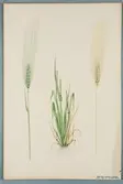 Sveriges kulturväxter. Illustration utförd av Henriette Sjöberg. Korn, sexradigt, vanligt. Odlat Ultuna 1870. Signerad 