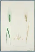 Sveriges kulturväxter. Illustration utförd av Henriette Sjöberg. Korn, skallöst, Himalayakorn. Odlat Ultuna 1872.