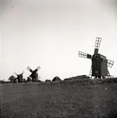 Ölands största bevarade kvarnrad i Störlinge. Sju väderkvarnarm s k stubbkvarnar,  i en lång rad på landborgen.