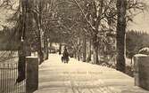 Allé vid Svartå herrgård, 1910-tal