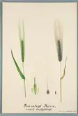 Sveriges kulturväxter. Illustration utförd av Henriette Sjöberg. Korn, tvåradigt, svart, bredfjälligt. Odlat Experimentalfältet 1887. Signerad 