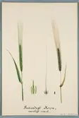 Sveriges kulturväxter. Illustration utförd av Henriette Sjöberg. Korn, tvåradigt, vanligt svart. Odlat Experimentalfältet 1887. Signerad 