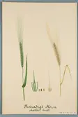 Sveriges kulturväxter. Illustration utförd av Henriette Sjöberg. Korn, tvåradigt, skallöst vitt. Odlat Experimentalfältet 1887. B. Signerad 